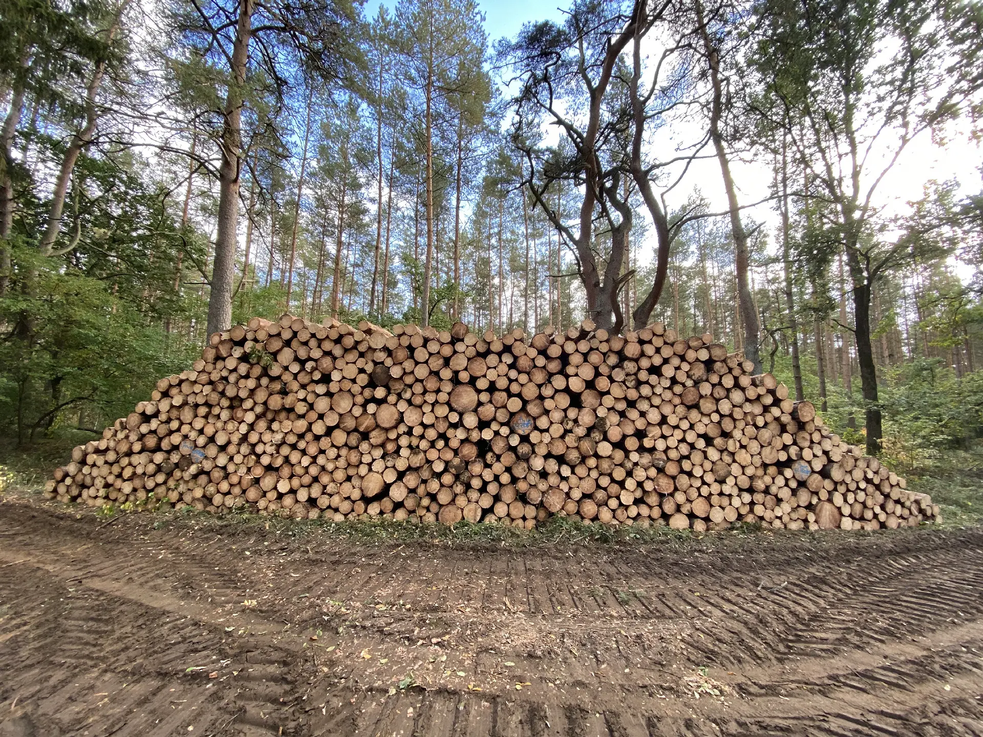 Holzstapel im Wald